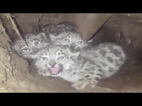 forest rangers find three snow leopard cubs at once