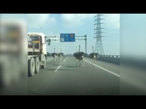 five ostriches race down a highway