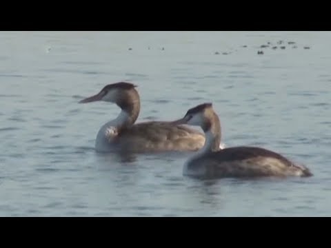 tens of thousands of birds stop in xinjiang