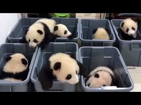 take a look of the dormitory for panda cubs