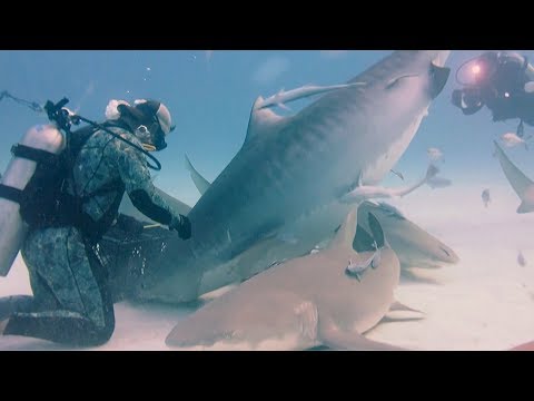 man feeds massive pregnant tiger shark by hand