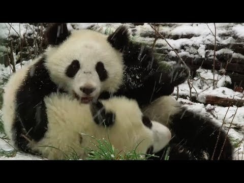 cute alert playful panda twins enjoy first snowfall at vienna zoo