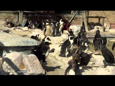 nursing south africas penguins to health again