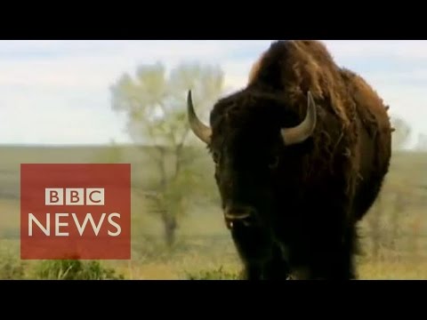 us bison preserve threatens ranchers