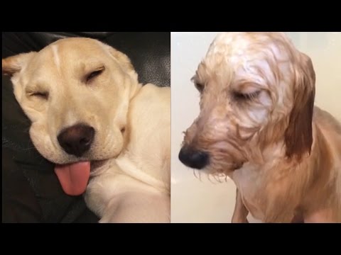 dogs who lost the fight against sleep