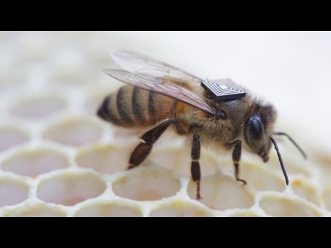 honey bees with backpacks