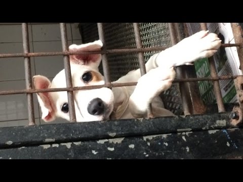 saving pups from dead dog beach