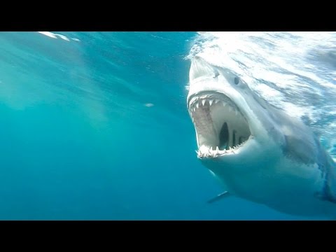 great white shark bites