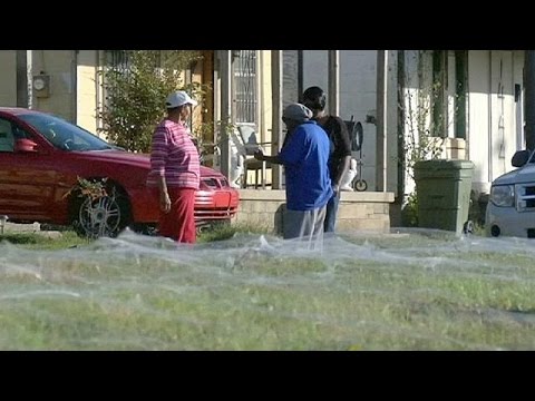 giant spider web sets memphis residents