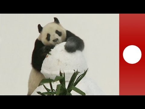 giant pandas goes crazy