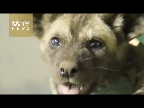 11cute african hunting dog puppies debut