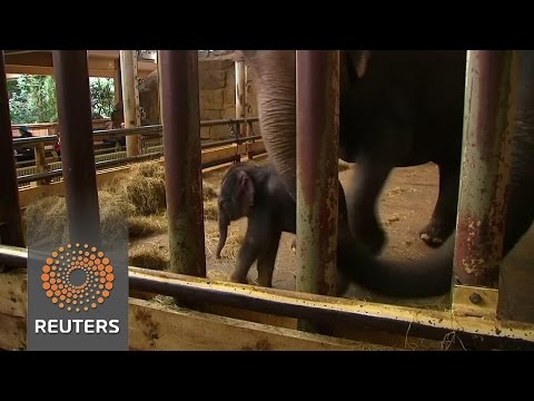 baby elephant joins berlins zoo